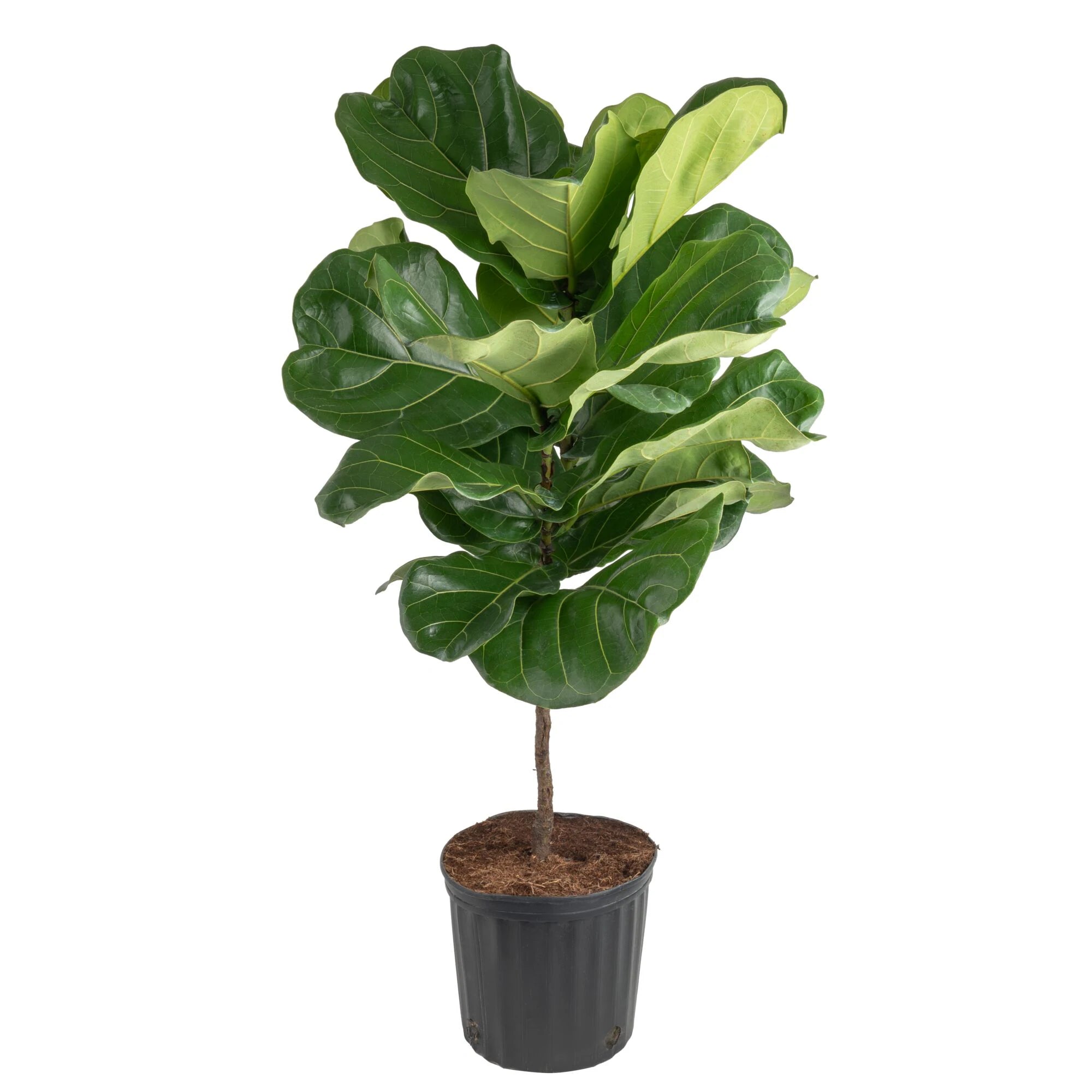 Ficus Lyrata Fiddle Leaf Fig Standard House Plant in 8.75 Inch(Es) Pot 1 -Pack