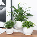 Aniece Ceramic Pot Planter Set of 3