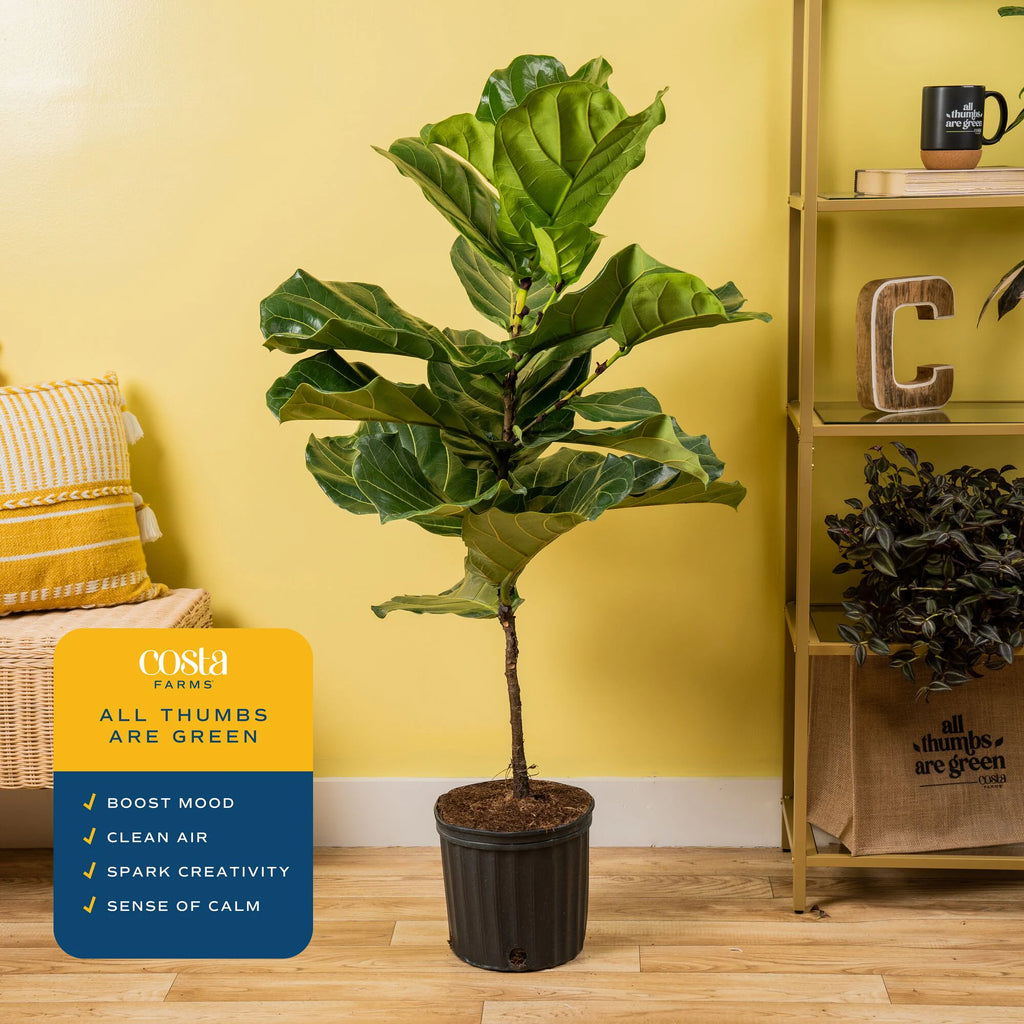 Ficus Lyrata Fiddle Leaf Fig Standard House Plant in 8.75 Inch(Es) Pot 1 -Pack
