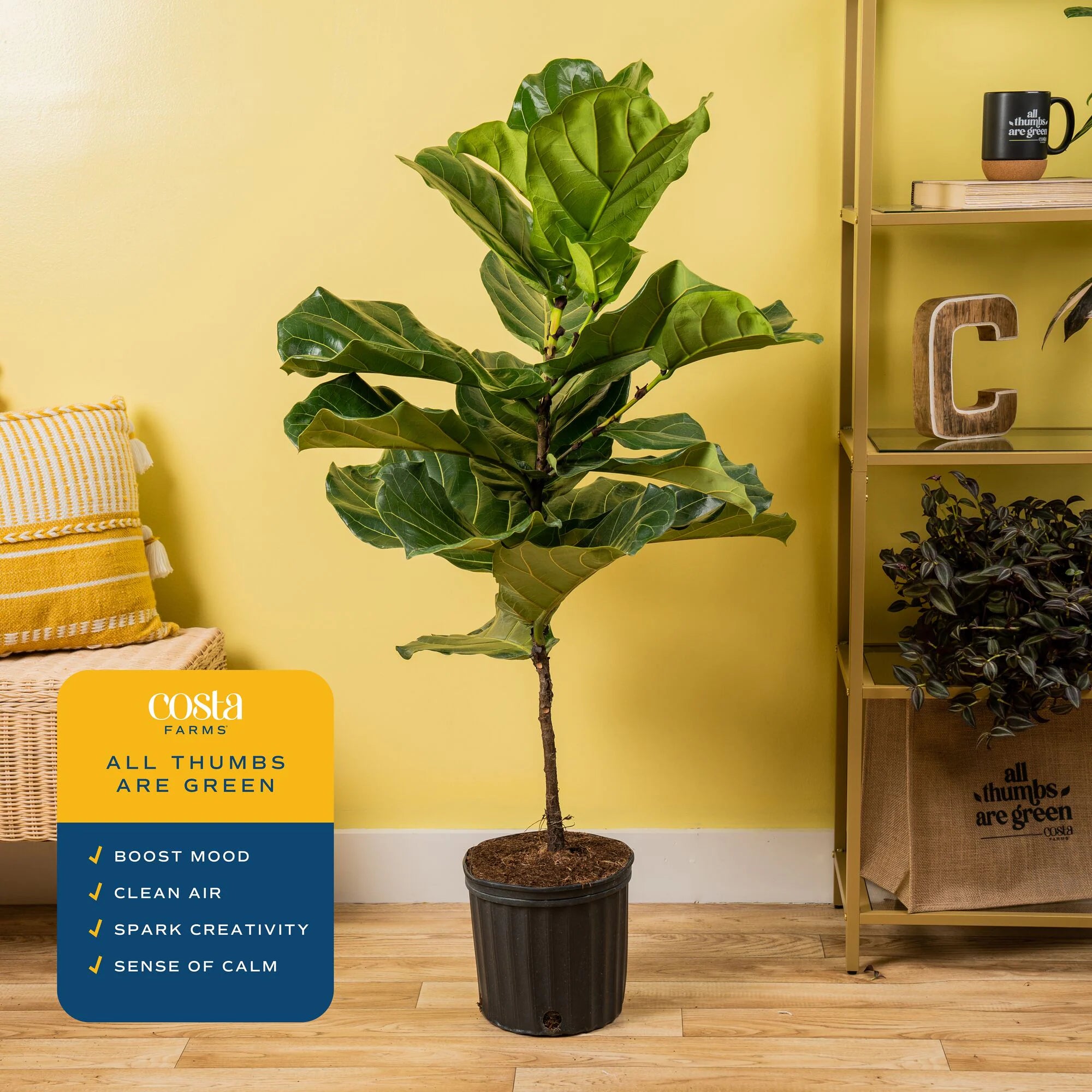 Ficus Lyrata Fiddle Leaf Fig Standard House Plant in 8.75 Inch(Es) Pot 1 -Pack