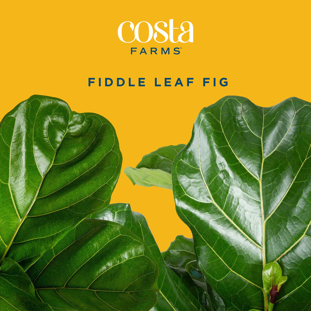 Ficus Lyrata Fiddle Leaf Fig Standard House Plant in 8.75 Inch(Es) Pot 1 -Pack
