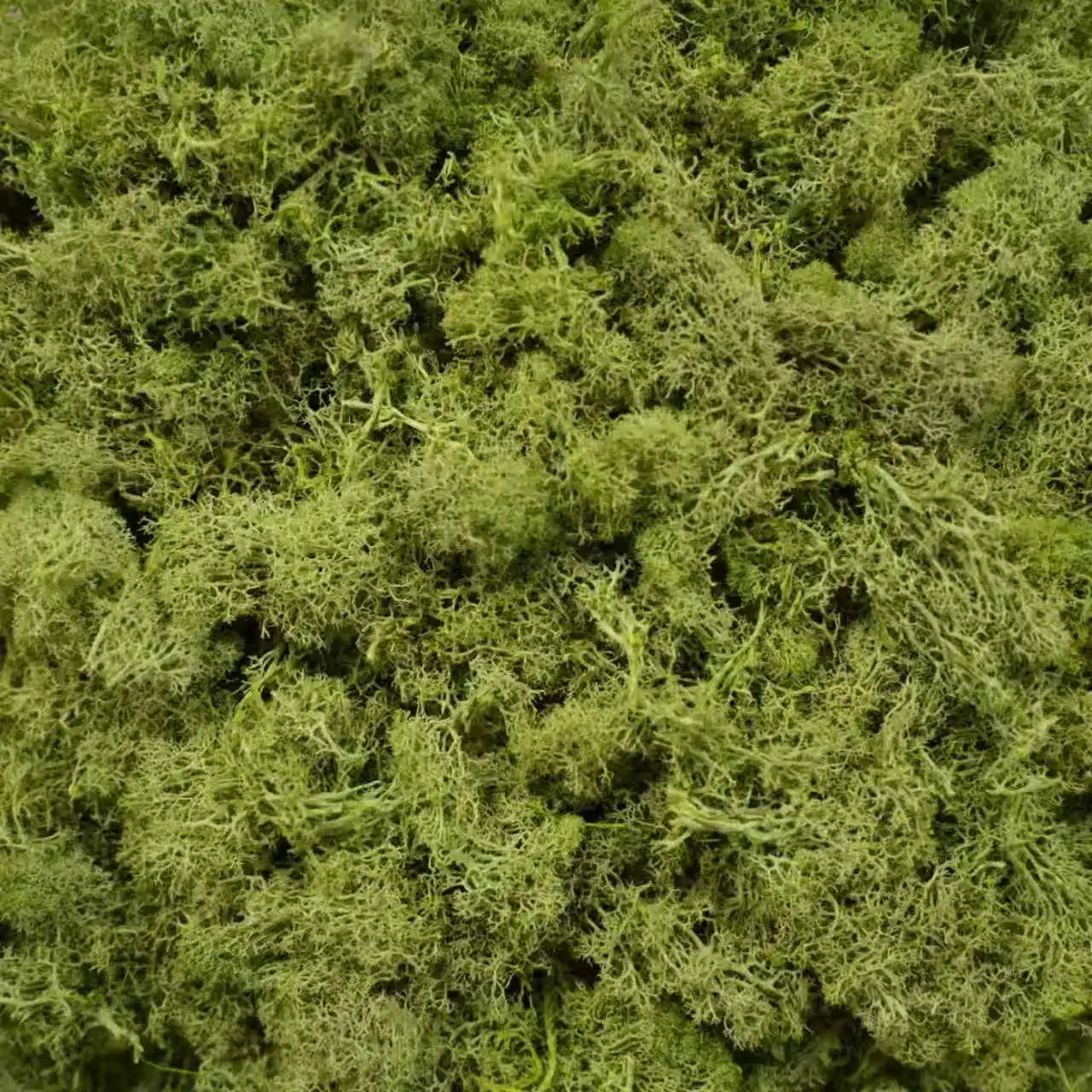 Artificial Green Plants Eternal Life Moss DIY Crafts Grass Garden Home Room Decor Mini Landscape Fake Grass 20/40/100g